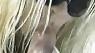 الدهون الأبنوس ممزق موقع سكسي ساخن طماق الديك